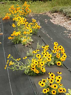 Growing in our field